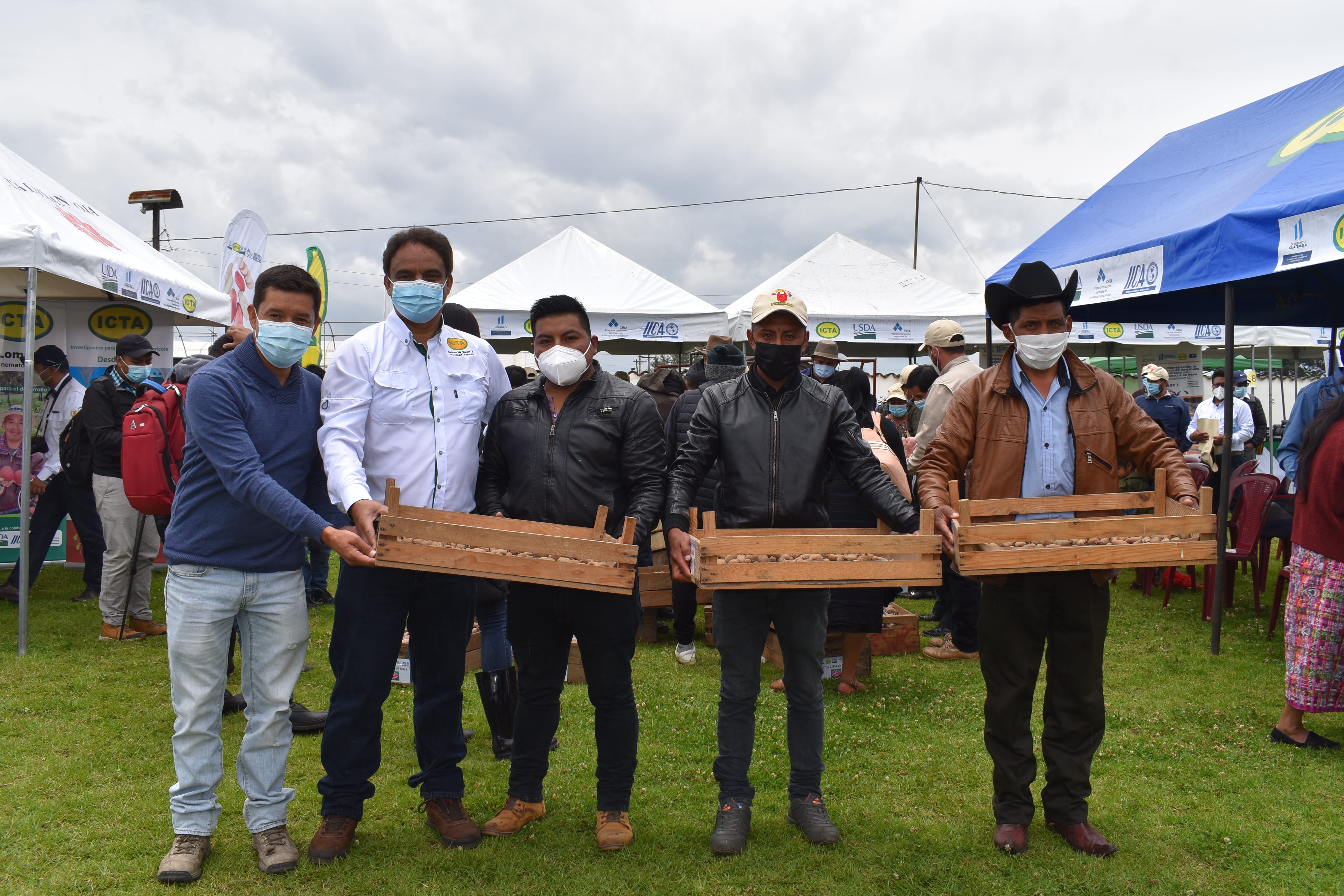 Promoción de semilla básica de papa ICTA Loman Roja a productores de Huehuetenango

